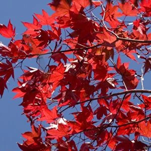 Japanese maple in autumn, Akan National Park, Hokkaido, Japan