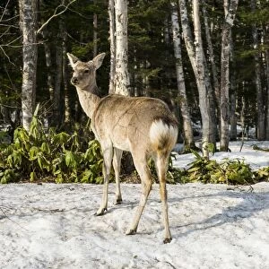 Japanese spotted deer (Cervus nippon yesoensis), Daisetsuzan National Park, UNESCO