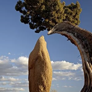 Juniper and boulder, Joshua Tree National Park, California, United States of America