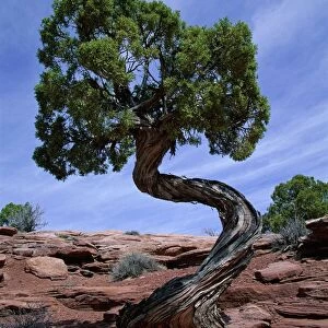 Juniper tree with curved trunk