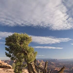 Juniper tree (Juniperus Osteosperma), Dead Horse Point State Park, near Moab