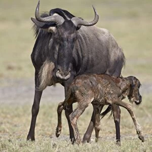 Just-born blue wildebeest (brindled gnu) (Connochaetes taurinus) standing for the first time, Serengeti National Park, Tanzania, East Africa, Africa