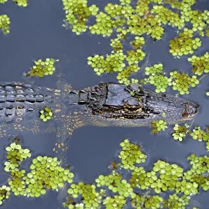 Juvenile alligator in swampland