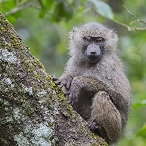 Juvenile olive baboon sitting in tree, Arusha National Park, Tanzania, East Africa