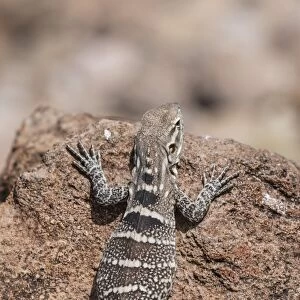 A juvenile spiny-tailed iguana (Ctenosaura conspicuosa), Isla San Esteban, Baja California