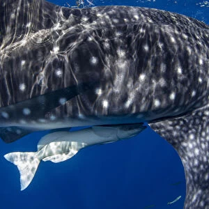Juvenile whale shark (Rhincodon typus) with a common remora attached in Honda Bay