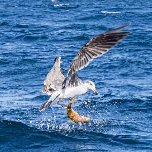 Juvenile yellow-footed gull (Larus livens), eating a goatfish, Isla San Ildefonso