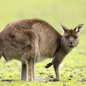 Kangaroo (Macropus fuliginosus fuliginosus), Kangaroo Island, South Australia