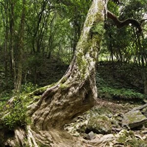 Kanooka tree (water gum), Den of Nagun, Mitchell River National Park, Victoria
