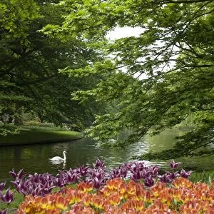 Keukenhof gardens, Holland, Europe