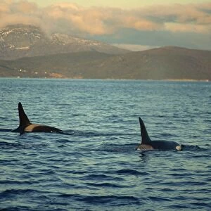 Killer whales (Orcinus Orca) research, wintertime, Tysfjord, Arctic, Norway