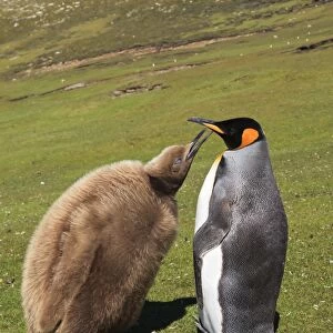 King penguin (Aptenodytes patagonicus) feeding chick inland, the Neck, Saunders Island, Falkland Islands, South America