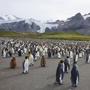 King penguin colony (Aptenodytes patagonicus), Gold Harbour, South Georgia