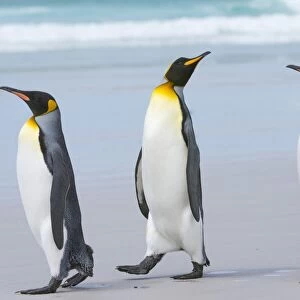 Three king penguins (Aptenodytes patagonica) walking to the sea on a sandy beach