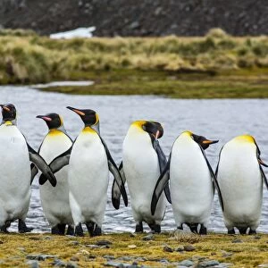 King penguins (Aptenodytes patagonicus), Peggoty Bluff, South Georgia Island, South Atlantic Ocean, Polar Regions