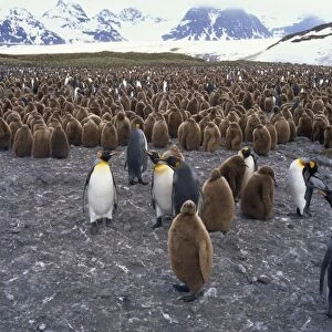 King penguins and chicks, South Georgia, South Atlantic, Polar Regions