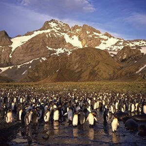 King penguins, South Georgia, South Atlantic, Polar Regions