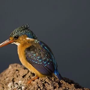 Kingfisher at Awasa Lake, Rift Valley region, Ethiopia, Africa
