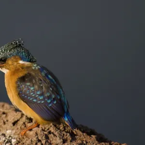 Kingfisher at Awasa Lake, Rift Valley region, Ethiopia, Africa