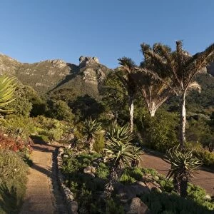 Kirstenbosch National Botanical Garden, Cape Town, South Africa, Africa