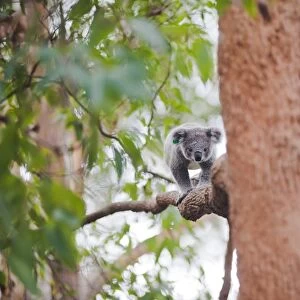 Koala Bear (Phascolarctos cinereus) at Port Macquarie Koala Bear Hospital, New South Wales, Australia, Pacific