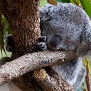 Koala (Phascolarctos cinereus) in the Townsville sanctuary, Queensland, Australia, Pacific
