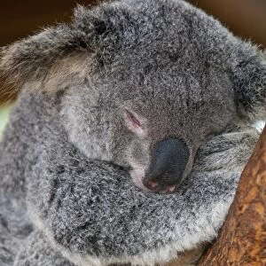 Koala (Phascolarctos cinereus) in the Townsville sanctuary, Queensland, Australia, Pacific