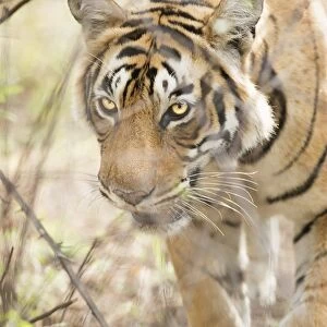Krishna, T19, Royal Bengal tiger (Tigris tigris), Ranthambhore, Rajasthan, India, Asia