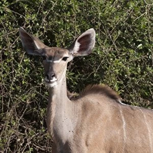 Kudu (Tragelaphus strepsiceros), Chobe National Park, Botswana, Africa