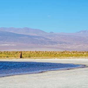 Laguna Baltinache, Salar de Atacama, Antofagasta Region, Chile, South America