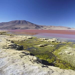 Laguna Colorada on the Altiplano, Potosi Department, Bolivia, South America