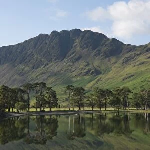 The Lake Buttermere pines with Haystacks, Lake District National Park, Cumbria, England, United Kingdom, Europe