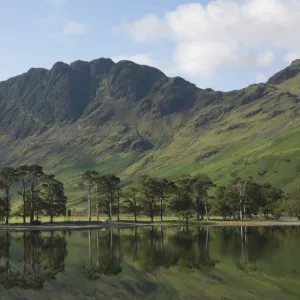 The Lake Buttermere pines with Haystacks, Lake District National Park, Cumbria, England, United Kingdom, Europe