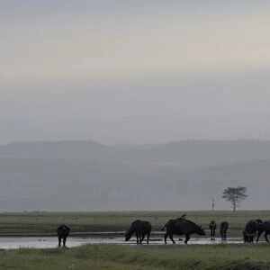 Lake Nakuru National Park, Kenya, East Africa, Africa