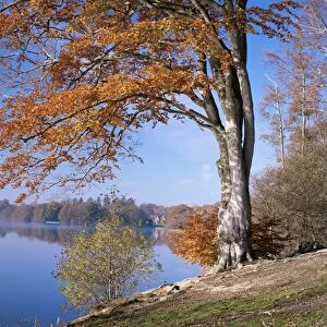 Lake, Virginia Water, Windsor Great Park, Berkshire, England, United Kingdom, Europe