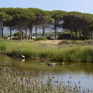 Lake with water plants and bird, sea and beach in the background, Costa degli Oleandri