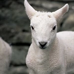 Lamb, near Broadford