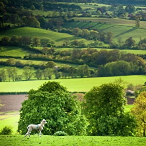 Lamb in spring, Winchcombe, The Cotswolds, Gloucestershire, England, United Kingdom, Europe