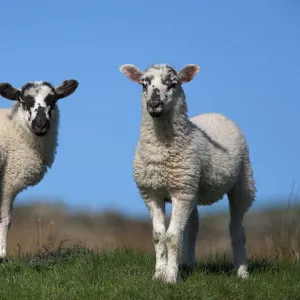 Lambs, Cumbria, England, United Kingdom, Europe