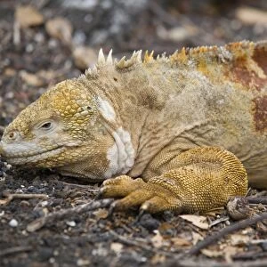 Land iguana, Isabela Island, Galapagos, Ecuador, South America