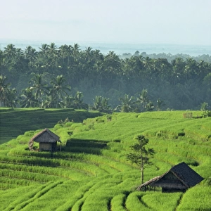 Landscape of lush green rice terraces on Bali