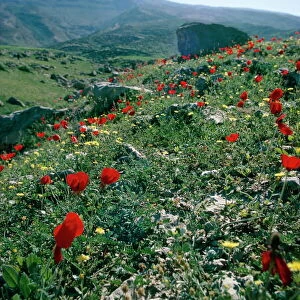 Landscape near Shiraz