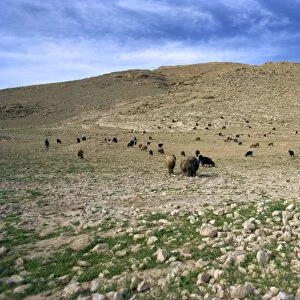 Landscape near Shiraz
