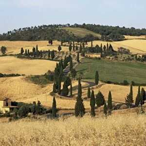 Landscape with winding road lined with cypress trees