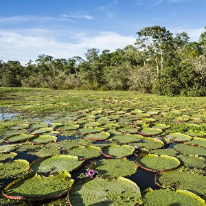 A large group of Victoria water lily (Victoria amazonica), on Rio El Dorado, Nauta