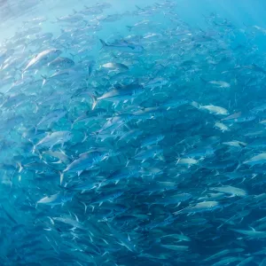 A large school of bigeye trevally (Caranx sexfasciatus) in deep water near Cabo Pulmo, Baja California Sur, Mexico, North America