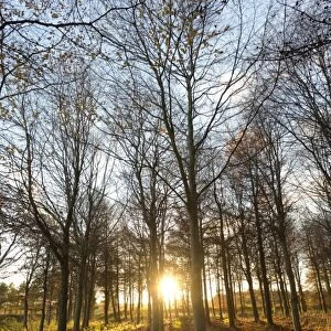 Late afternoon winter sunlight shining through trees in woodland at Longhoughton, near Alnwick, Northumberland, England, United Kingdom, Europe