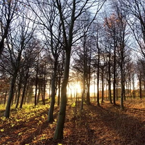 Late afternoon winter sunlight shining through trees in woodland at Longhoughton, near Alnwick, Northumberland, England, United Kingdom, Europe