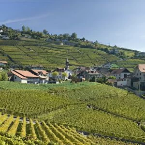 Lavaux terraced vineyards on Lake Geneva, Montreux, Canton Vaud, Switzerland, Europe