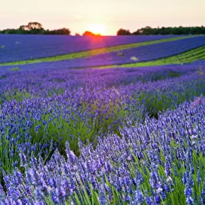Lavender field at Snowshill Lavender, The Cotswolds, Gloucestershire, England, United Kingdom, Europe